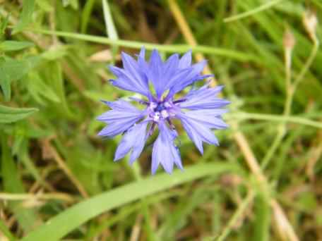 Cornflower - Centaurea cyanus, species information page