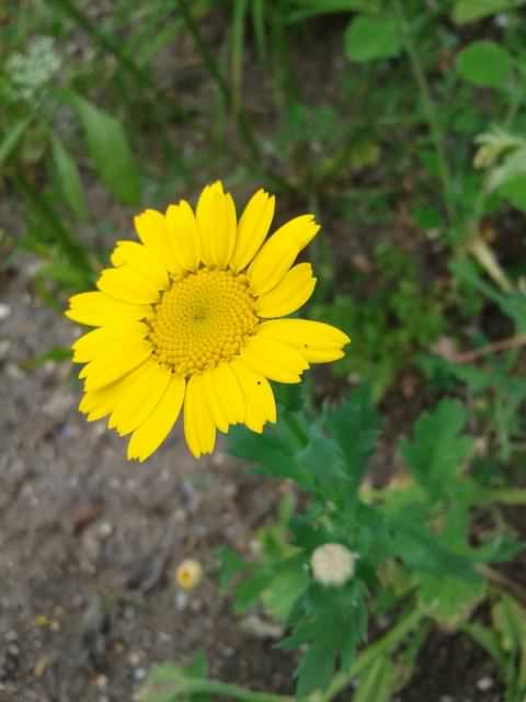 Corn Marigold - Glebionis segetum, species information page