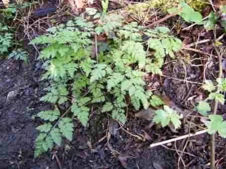 Cow Parsley - Anthriscus sylvestris, click for a larger image