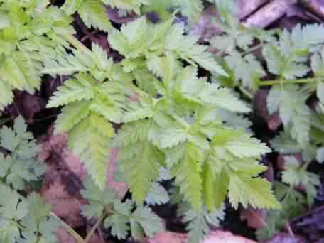 Cow Parsley - Anthriscus sylvestris, click for a larger image