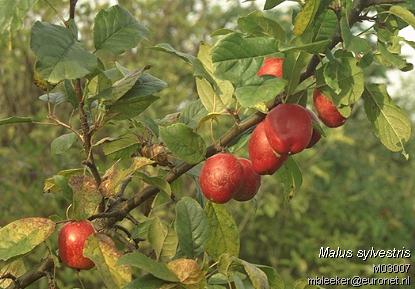 Crab Apple - Malus sylvestris species information page, photo #169;2002 Marco Bleeker