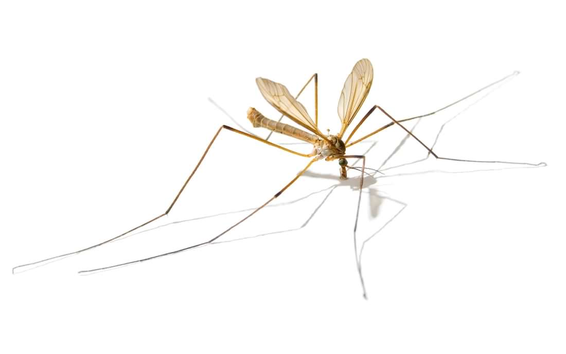 Common European Crane Fly - Tipula paludosa, photo licensed for reuse CCASA3.0