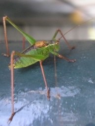 Speckled Bush Cricket - Leptophyes punctatissima, click for a larger image, photo licensed for reuse photo ©2006 Pudding4brains