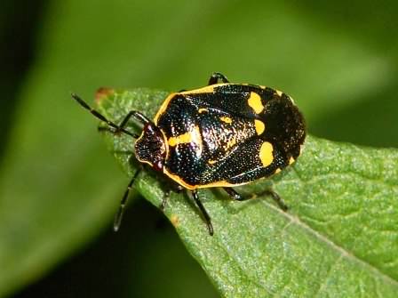 Crucifer Shieldbug - Eurydema oleracea, click for a larger image, photo licensed for reuse CCASA3.0