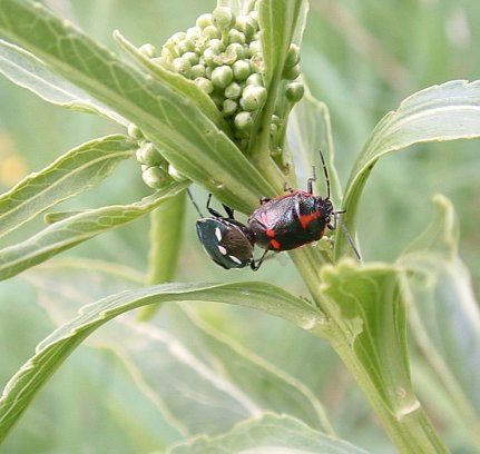 Crucifer Shieldbug - Eurydema oleracea, click for a larger image