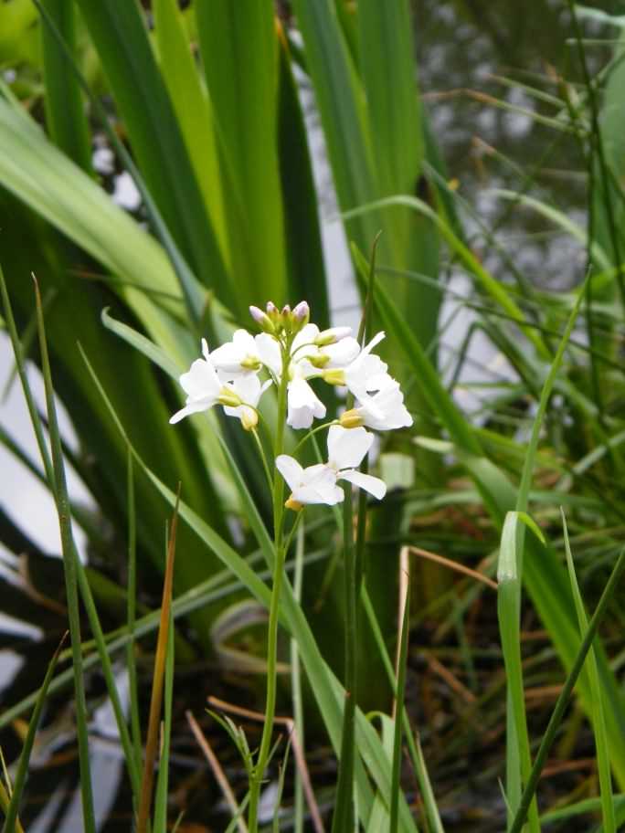 Cuckoo Flower - Cardamine pratensis, click for a larger image