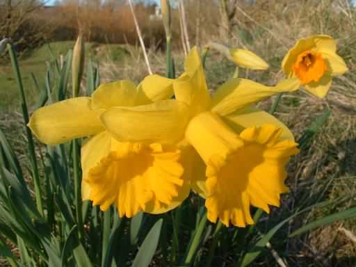 Daffodil - Narcissus pseudonarcissus, click for a larger image