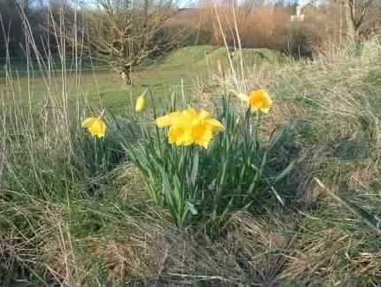 Daffodil - Narcissus pseudonarcissus, click for a larger image