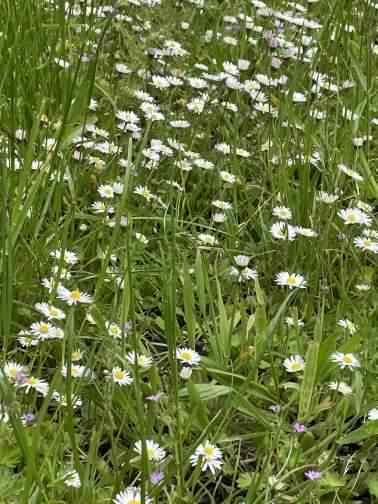 Common Daisy - Bellis perennis, click for a larger image