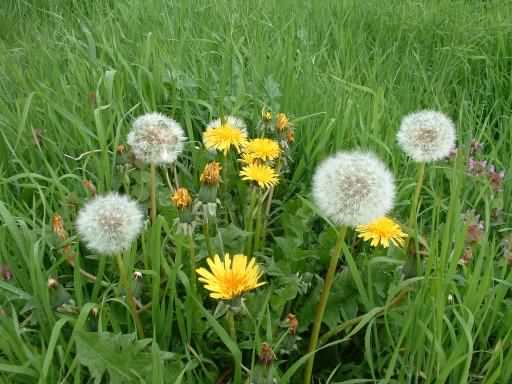 Dandelion - Taraxacum officinale, click for a larger image