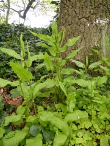 Broad Leaved Dock - Rumex obtusifolius, click for a larger image
