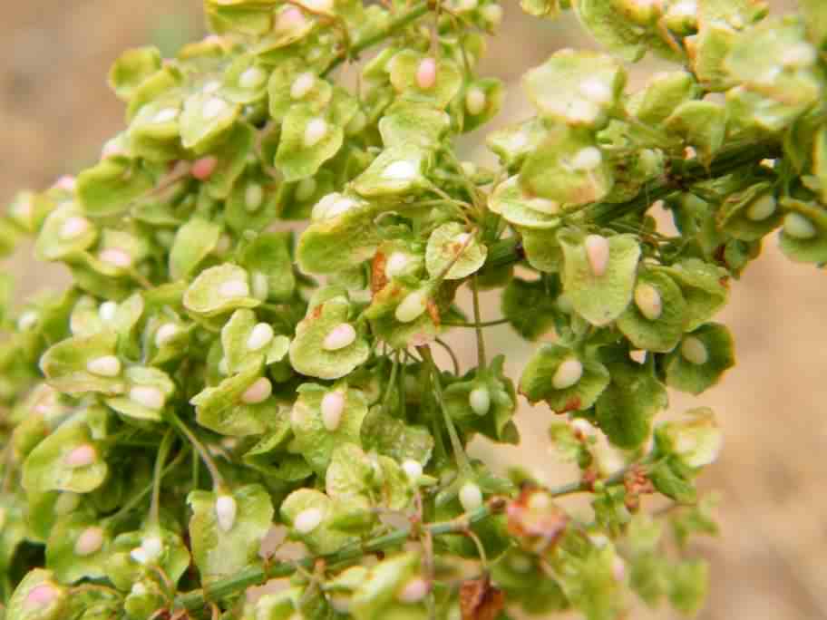 Curled Dock - Rumex crispus, click for a larger image