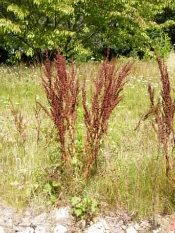 Curled Dock - Rumex crispus, click for a larger image