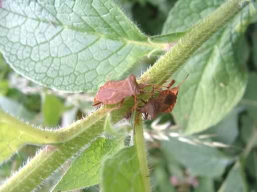 Dock Leaf Bug - Coreus Marginatus, click for a larger image