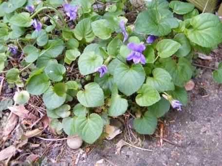 Dog Violet - Viola riviniana, click for a larger image, licensed for reuse NCSA3.0