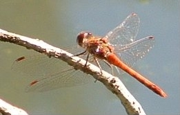 Common Darter - Sympetrum striolatum, species information page