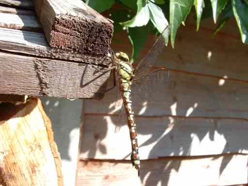 Female Southern Hawker - Aeshna cyanea, click for a larger image