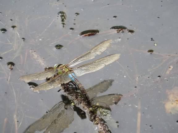 Ovipositing female Southern Hawker - Aeshna cyanea, click for a larger image