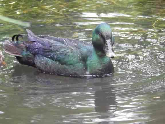 Cayuga duck - Anas platyrhynchos, species information page