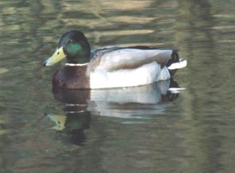 Mallard - Anas platyrhynchos, click for a larger image