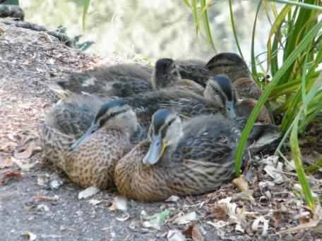 Mallard - Anas platyrhynchos, click for a larger image