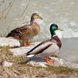 Mallard - Anas platyrhynchos, click for a larger image, photo licensed for reuse CCASA2.5