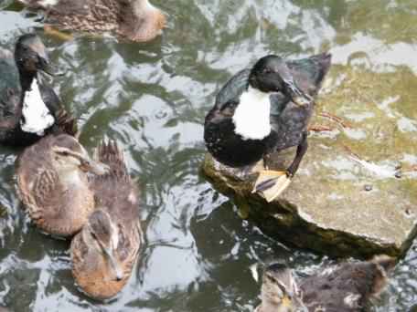 Swedish Black duck - Anas platyrhynchos domesticus, click for a larger image