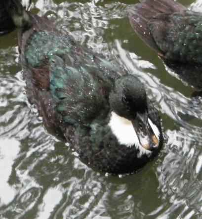 Swedish Black duck - Anas platyrhynchos domesticus, click for a larger image