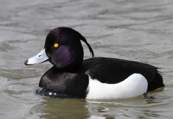 Tufted duck - Aythya fuligula, click for a larger image, photo licensed for reuse CCBYSA2.5