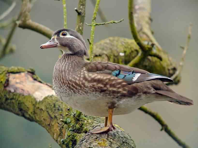 Wood Duck - Aix sponsa, click for a larger image, photo licensed for reuse CCASA2.0