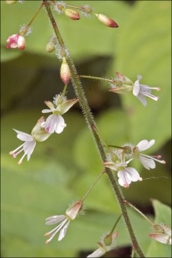 Enchanter's Nightshade - Circaea lutetiana, species information page NCSA3.0