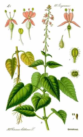 Enchanter's Nightshade - Circaea lutetiana, image is in the public domain