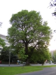 English Elm - Ulmus procera, click for a larger image, photo licensed for reuse photo ©2006 Peter Bourne