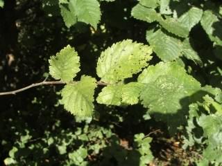 English Elm - Ulmus procera species information page, photo licensed for reuse CCASA2.0