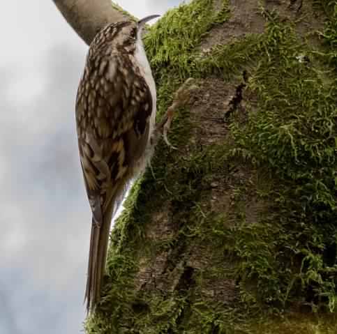 Eurasian treecreeper - Certhia familiaris, click for a larger image, licensed for reuse CCA2.0