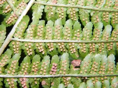 Male Fern - Dryopteris filix-mas agg., click for a larger image