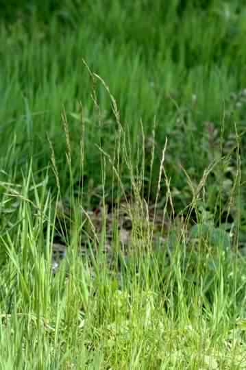 Red Fescue - Festuca rubra, species information page, photo licensed for reuse CCASA3.0