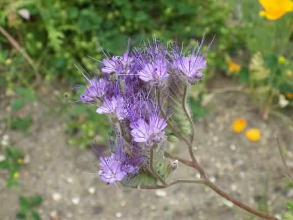 Fiddleneck - Phacelia tanacetifolia, click for a larger image