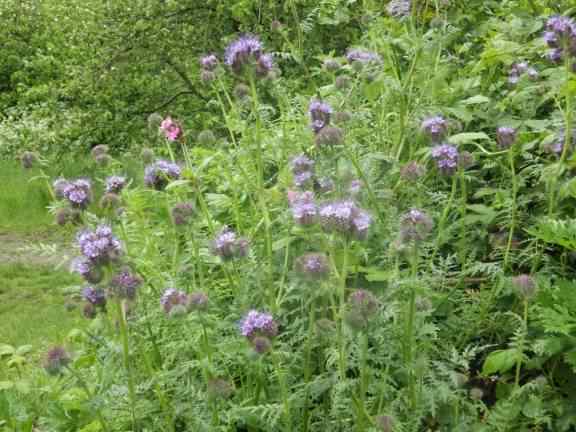 Fiddleneck - Phacelia tanacetifolia, click for a larger image