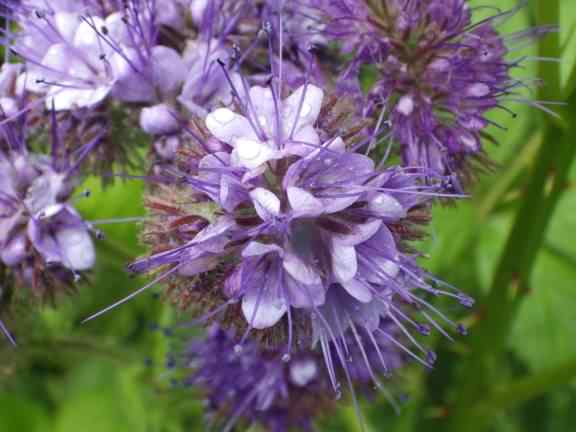 Fiddleneck - Phacelia tanacetifolia, click for a larger image