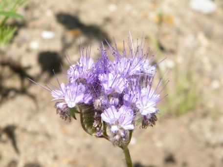 Fiddleneck - Phacelia tanacetifolia, click for a larger image