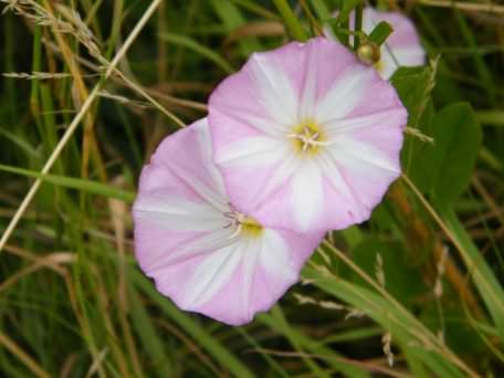 Hedge Bindweed - Calystegia sepium, click for a larger image