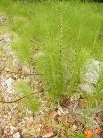 Field Horsetail - Equisetum arvense, click for a larger image