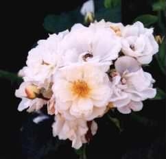 Field Rose - Rosa arvensis flowers