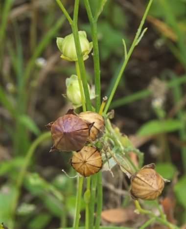 Flax - Linum usitatissimum, click for a larger image, photo licensed for reuse CCASA3.0