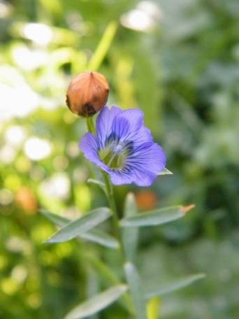 Linseed Flax - Linum usitatissimum species information page