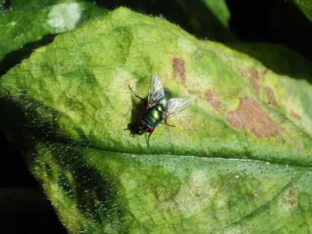 Green Bottle Fly - Lucilia sericata, click for a larger image