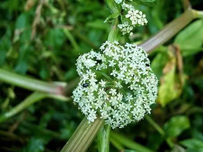 Fools Watercress - Apium nodiflorum], species information page