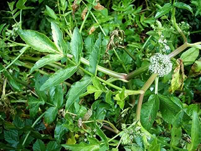 Fools Watercress - Apium nodiflorum, click for a larger image