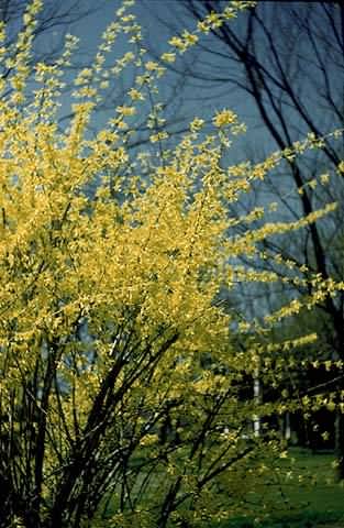 Forsythia - Forsythia suspensa